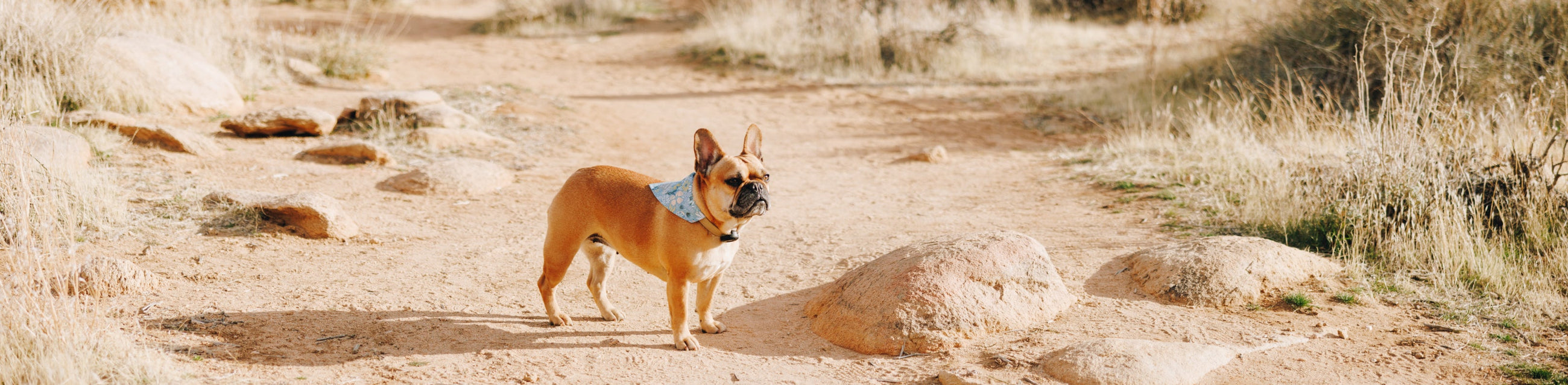Dog Bandanas