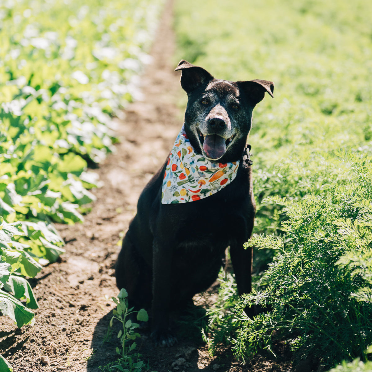 Gather | Dog Bandana