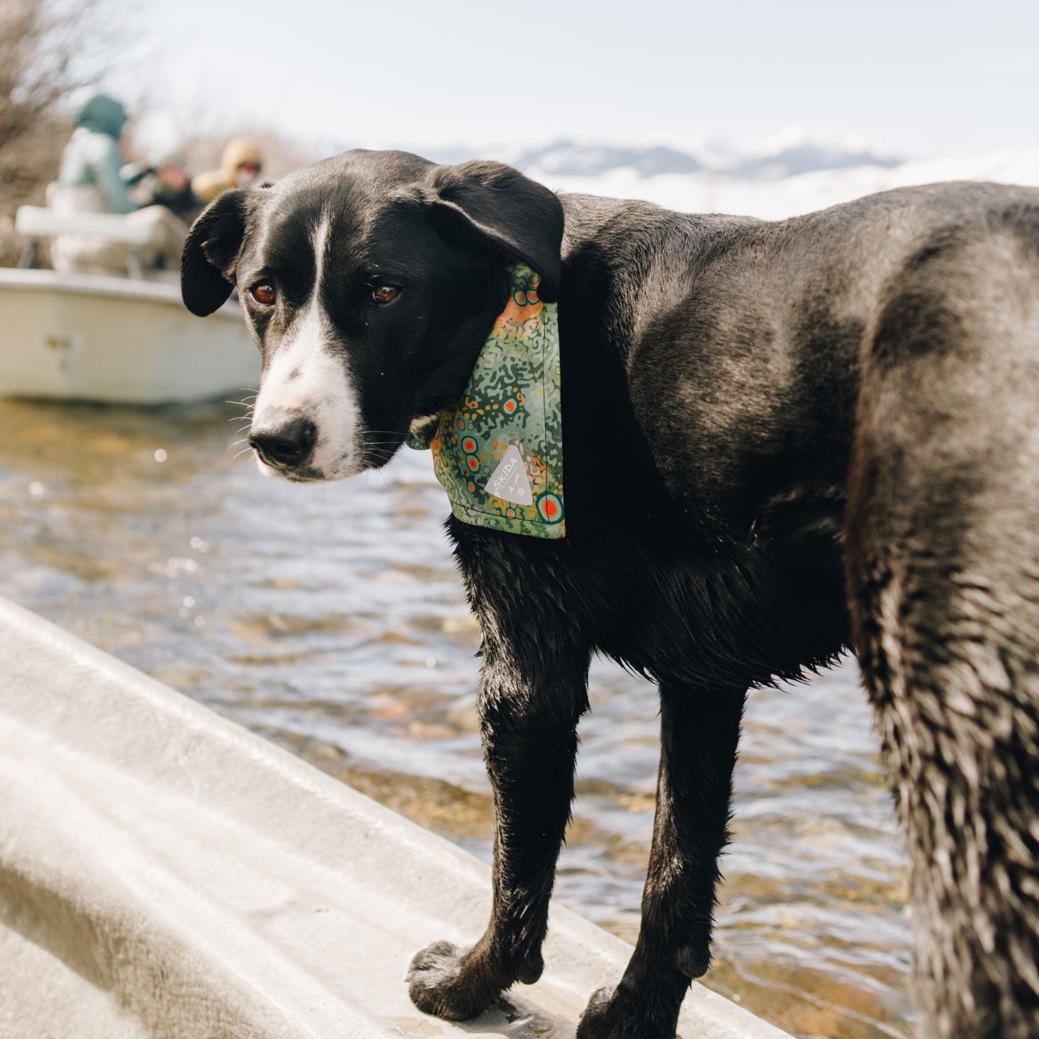 Camo Dog Bandana - Wholesale Camouflage Dog Bandana for Sale – Bandanas Wholesale Camo Dog Bandana - Wholesale Camouflage Dog Bandana for Sale – Bandanas Wholesale
