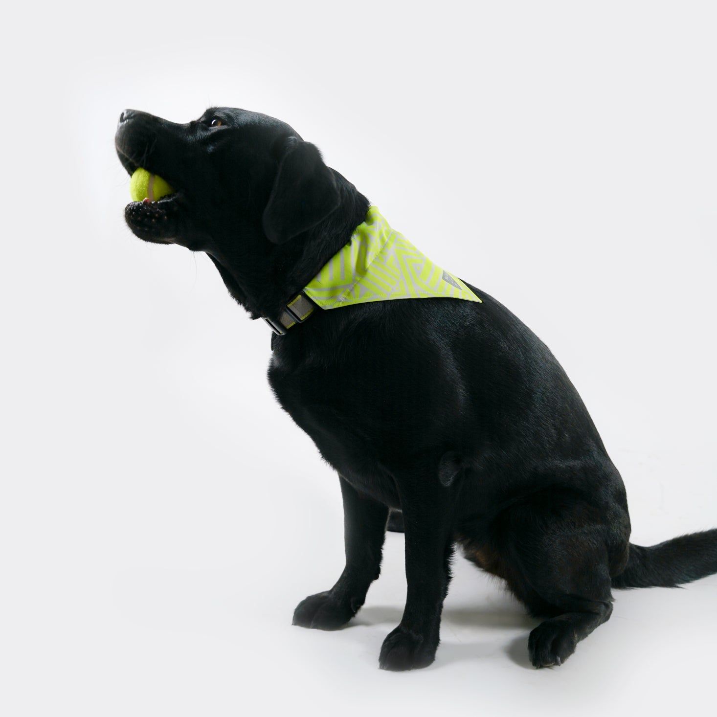 Neon Waves | Dog Bandana